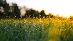 Wichtig für die Bienen: Gräser und Blumen